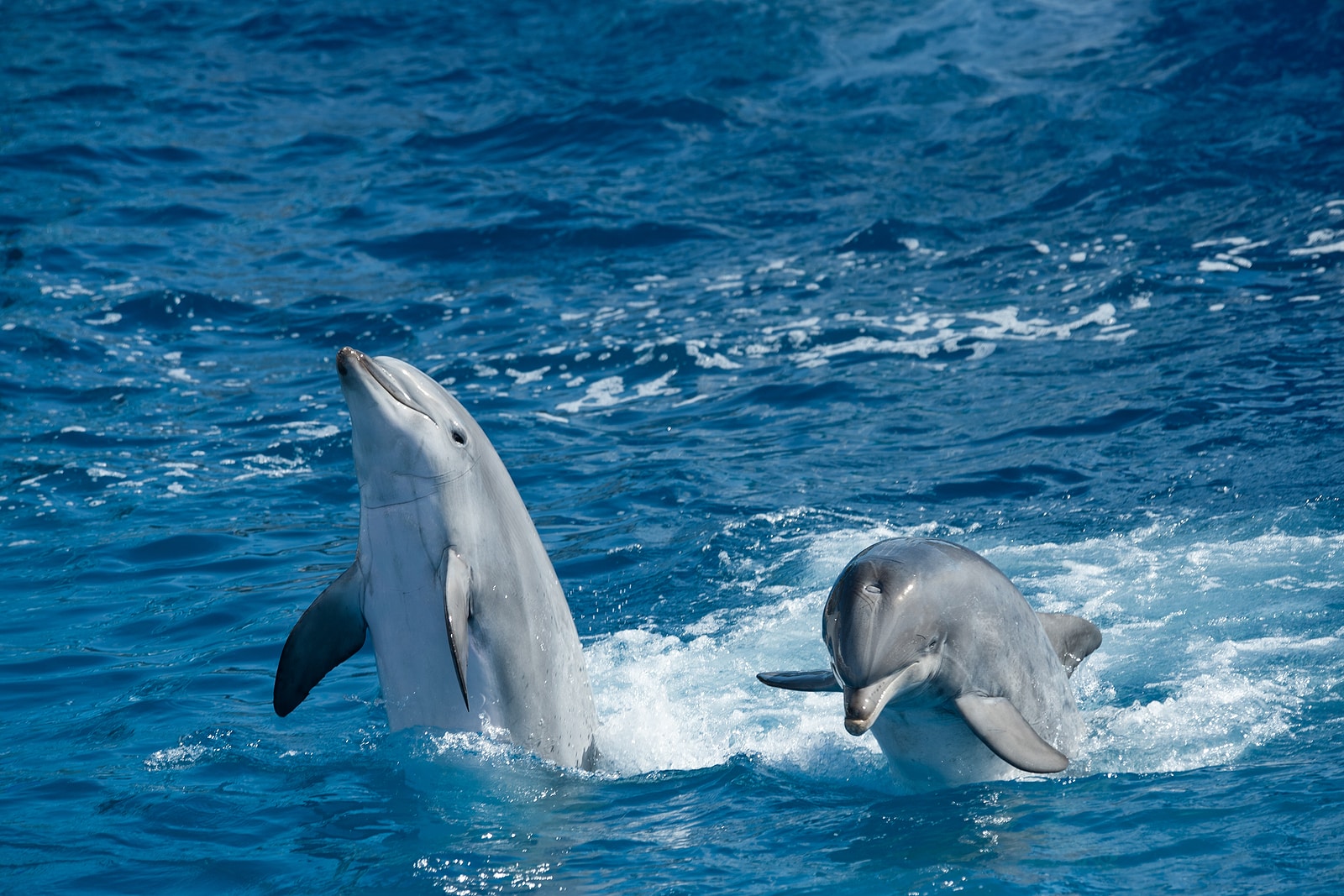 Kitty Hawk Watersports Nags Head Outer Banks Dolphin Tour Wildlife